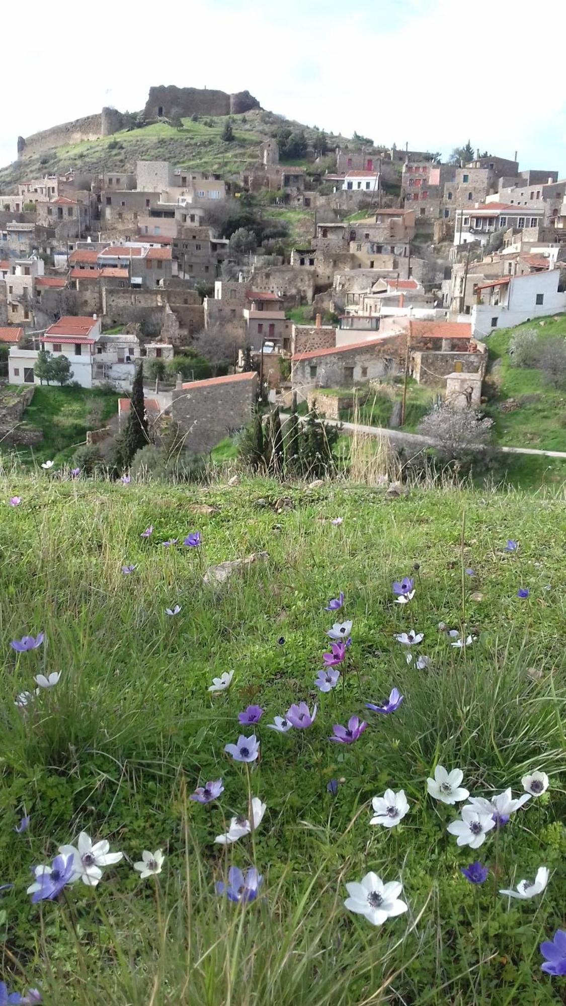 Zorbas * Volissos